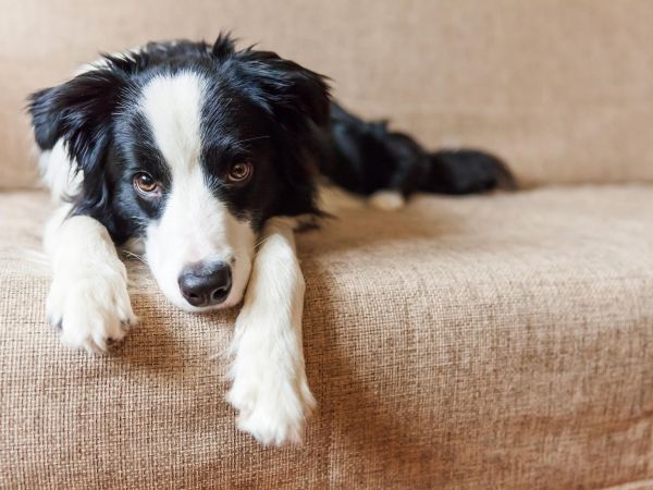 Black and white border collie lying down on a beige couch, looking up with a relaxed expression.